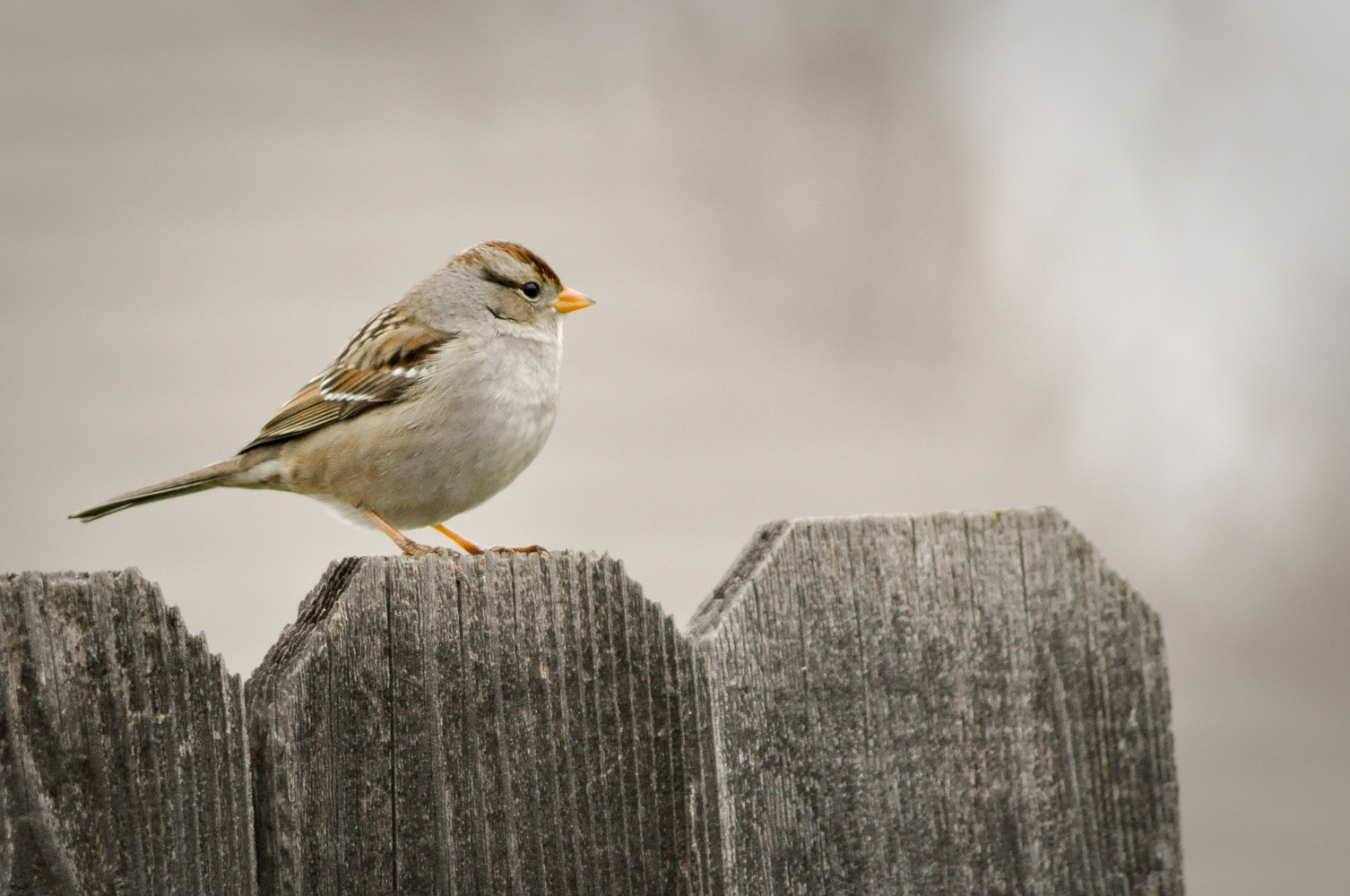 A bird on a fence