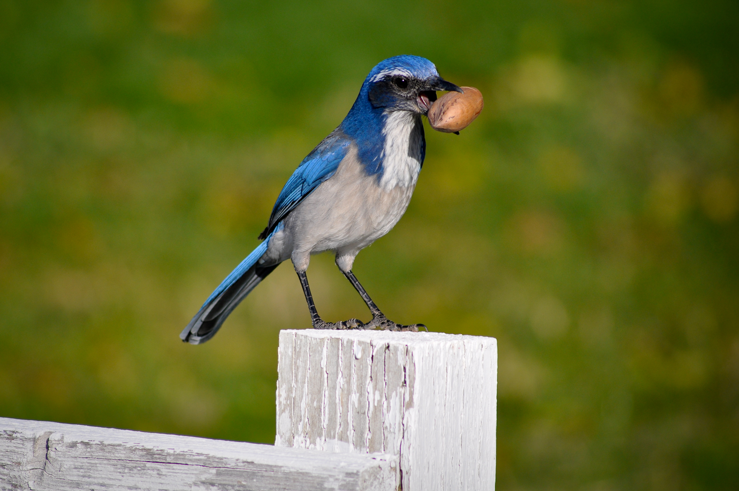 A bird eating